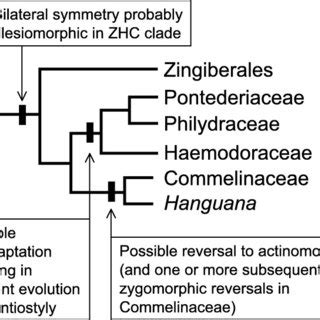 Floral diagram of typical actinomorphic trimerous monocot flower with... | Download Scientific ...