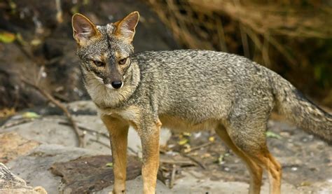 Peruvian Fox - Facts, Diet & Habitat Information