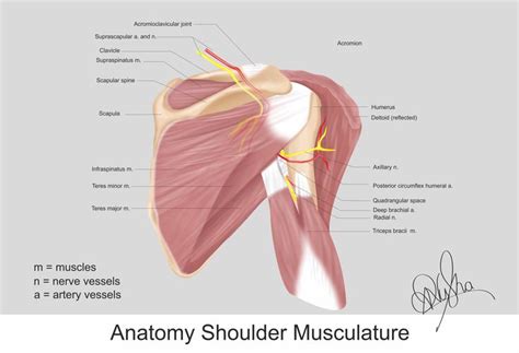 The human shoulder is made up of three bones: the clavicle (collarbone ...