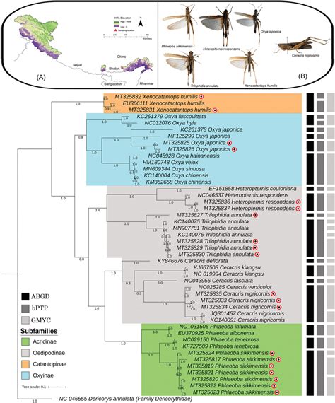 (A) The collection locality map of the studied Acrididae species in ...