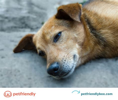 10 Symptoms of Heartworm in Dogs + Treatment Tips - PetFriendly Box