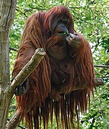 Orangutan - Wikipedia