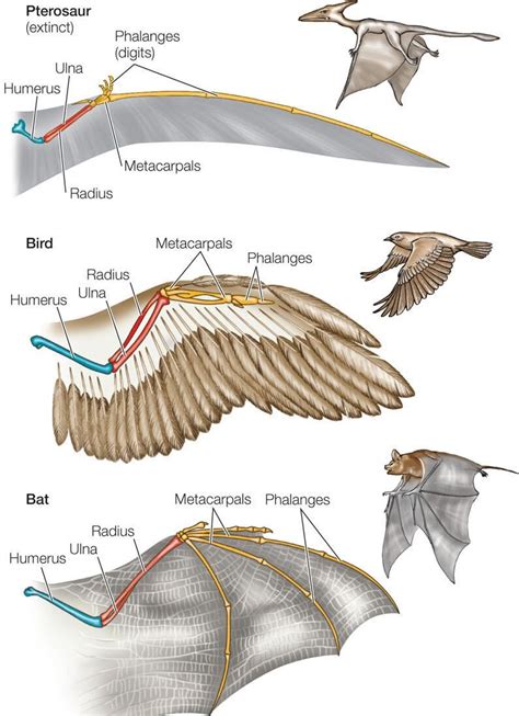 Pterodactyl Anatomy