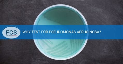 Why Test For Pseudomonas aeruginosa? | Food Consulting Services