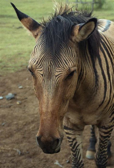 Pin on ANIMAL horses