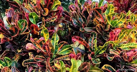 What Are The Common Croton Pests? | PlantCareToday