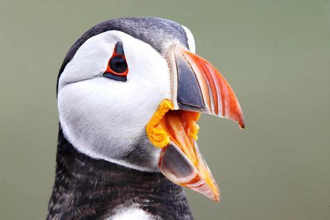 atlantic-puffin-with-mouth-open.jpg (1200×800) | Puffin, Animals