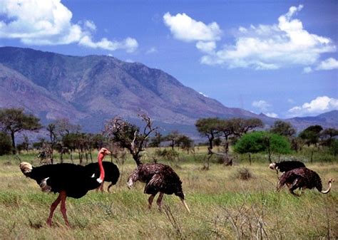 A discovery of Uganda's Kidepo valley national park