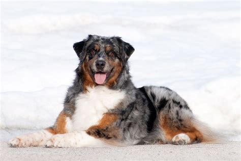 These are Canada’s 10 most popular dog breeds in 2018 | Daily Hive Vancouver