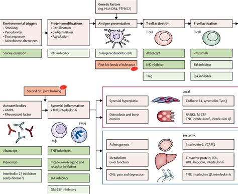 Pathogenetic insights from the treatment of rheumatoid arthritis - The Lancet