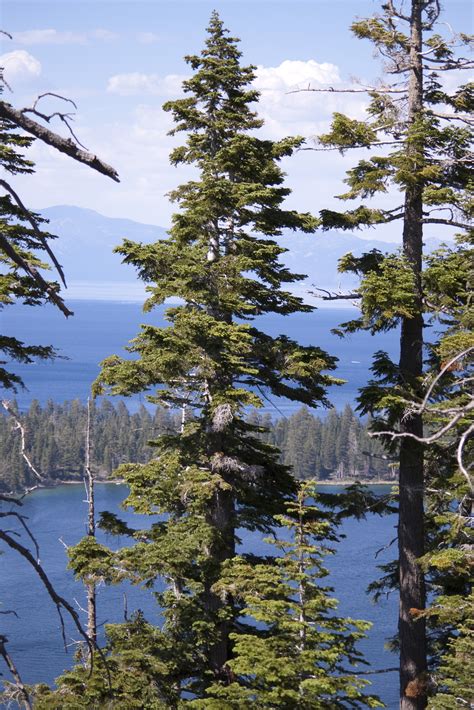 Free Stock Photo 3089-Tahoe pines | freeimageslive