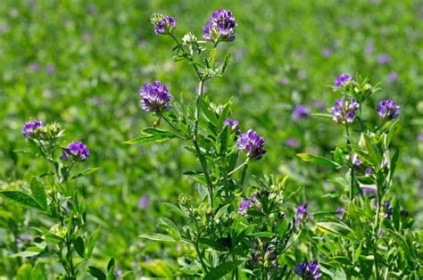 Alfalfa - Definition of Alfalfa