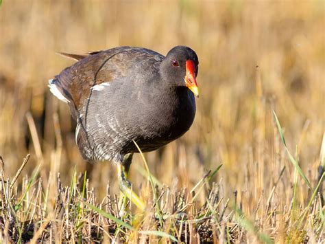 Moorhen or Coot: What Are The Differences? | Birdfact