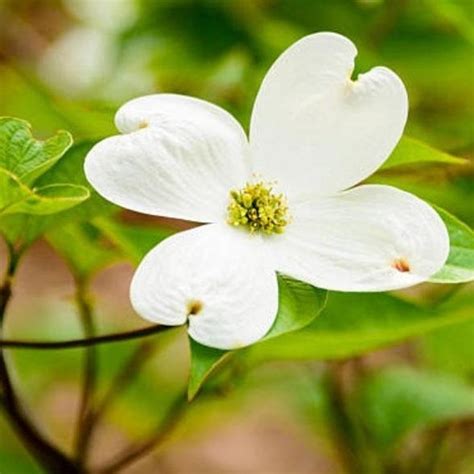 White Dogwood Tree | Creamy White Blooms — PlantingTree