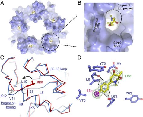 Allosteric binding at the top pocket in α 7-AChBP. ( A ) Fragment 1... | Download Scientific Diagram