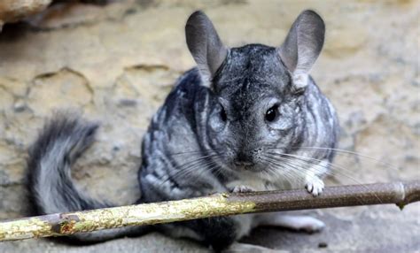 Long-tailed Chinchilla Facts, Habitat, Diet, Pictures