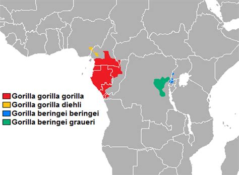 Western Lowland Gorilla Facts