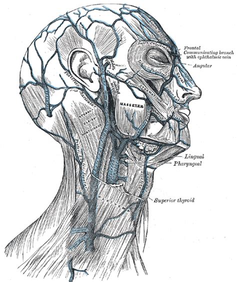 The Veins of the Head and Neck - Human Anatomy