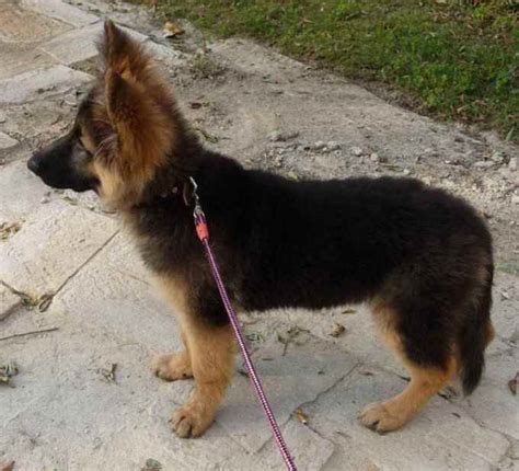 German Shepherd Coat Types | PETSIDI