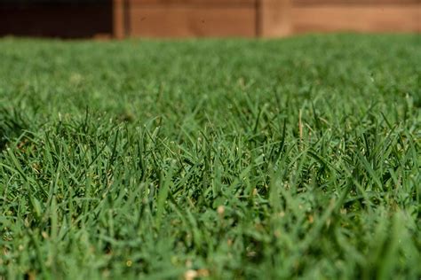 Celebration Bermuda Grass Sod: Lush Turf for Lawns | The Grass Outlet