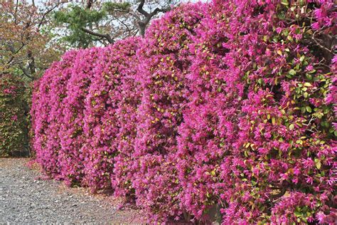 15 Beautiful Shrubs for Privacy