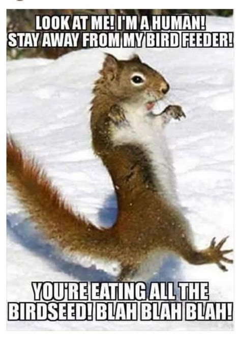 Funny squirrel meme | Funny animals, Cute animals, Cute funny animals