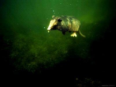 Swimming Armadillo?! | Armadillo, Pets, Underwater