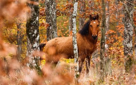 Animals in Autumn Windows 10 Theme | Free Wallpaper Themes