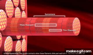 Muscle Contraction Process [HD Animation] on Make a GIF