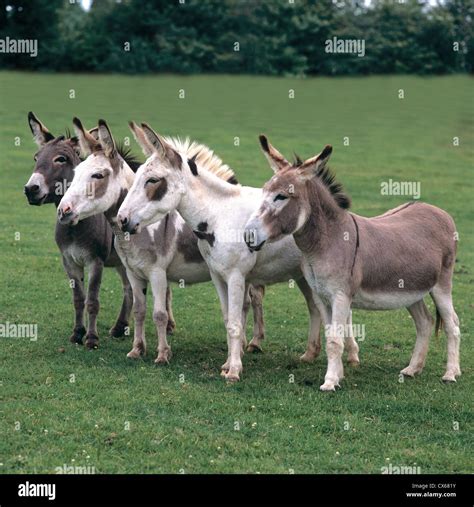 Domestic Donkey (Equus asinus asinus Stock Photo - Alamy