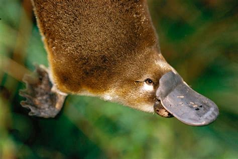 Platypus habitat shrinks by almost a quarter as scientists warn species ...