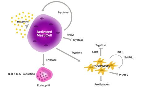 Mast cell stabilization through histamine and tryptase inhibition is a ...