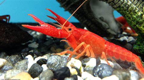 Aquarium Crayfish: Think About A Species Tank - Video