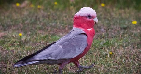 Feather Tailed Stories: Galah, Australia