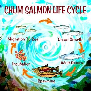 Chum Salmon Miracle Of The Pacific Northwest Mystery Solved - Russ George