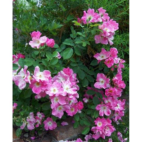 Nearly Wild Rose Bush - Requires Very Little Care - 4" Pot - Walmart ...