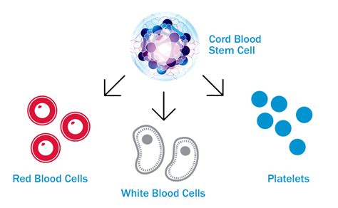 What is Cord Blood Banking? - Cells For Life