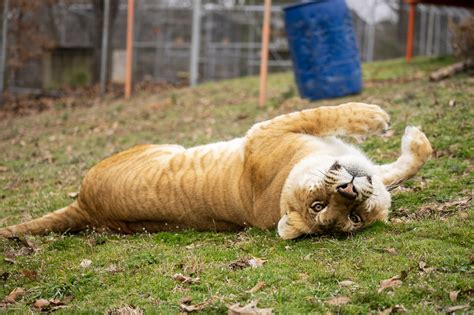 Tiger Lion Hybrid