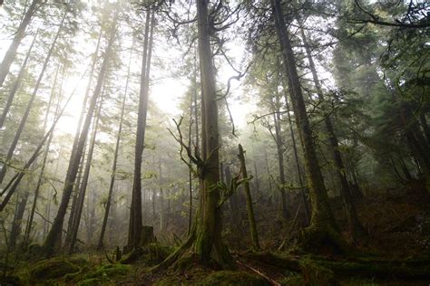 Study: Tongass holds more than 40% of all carbon stored by national ...