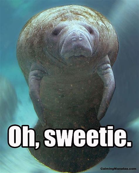 20 Calming Manatee Memes That Perfectly Describe Your Life | Manatee ...