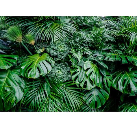 Jungle Plant Forest Wall Mural - TenStickers