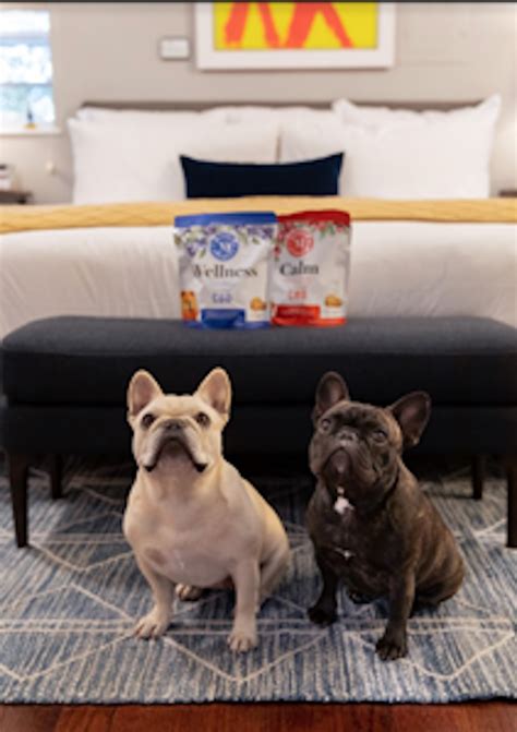 Happy National Pet Day! 11 Pet-Friendly Hotels With Perks and Amenities for Your Dog