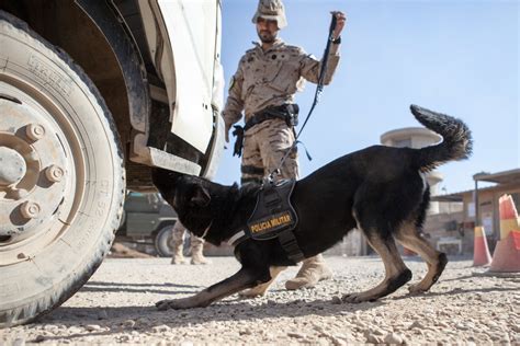 DVIDS - Images - Spanish military police explosives detection dogs ...