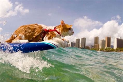 surfing cat in Hawaii - My Kitty CareMy Kitty Care