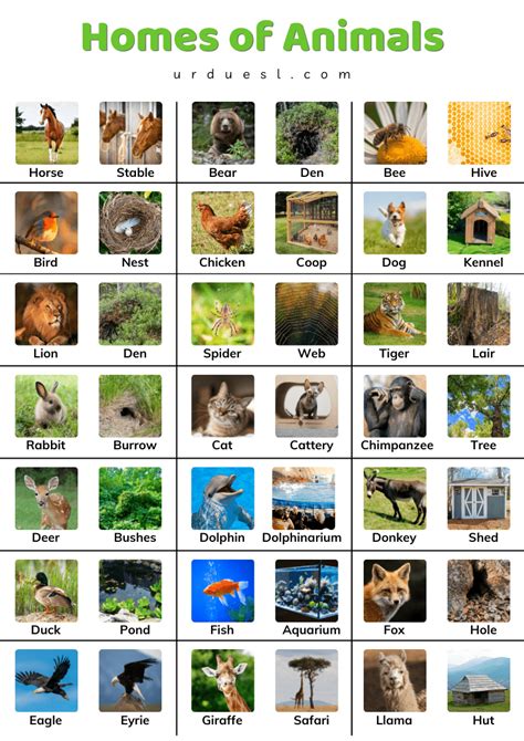 Homes of Animals with Names and Pictures - Download pdf | Animals and ...