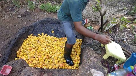 MAKING CASHEW HURAK AND FENNY IN PERNEM(GOA) Stage-1 - YouTube