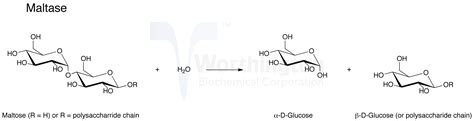 Maltase - Worthington Enzyme Manual