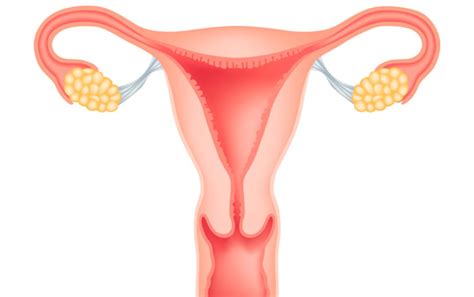 What Is the Average Size of the Uterus? | New Health Advisor