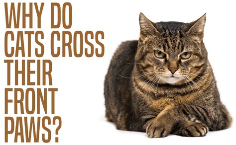 Why Do Cats Cross Their Front Paws? - CatWiki