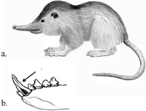 Venom system of solenodons. Hispaniolan solenodon Solenodon paradoxus (... | Download Scientific ...